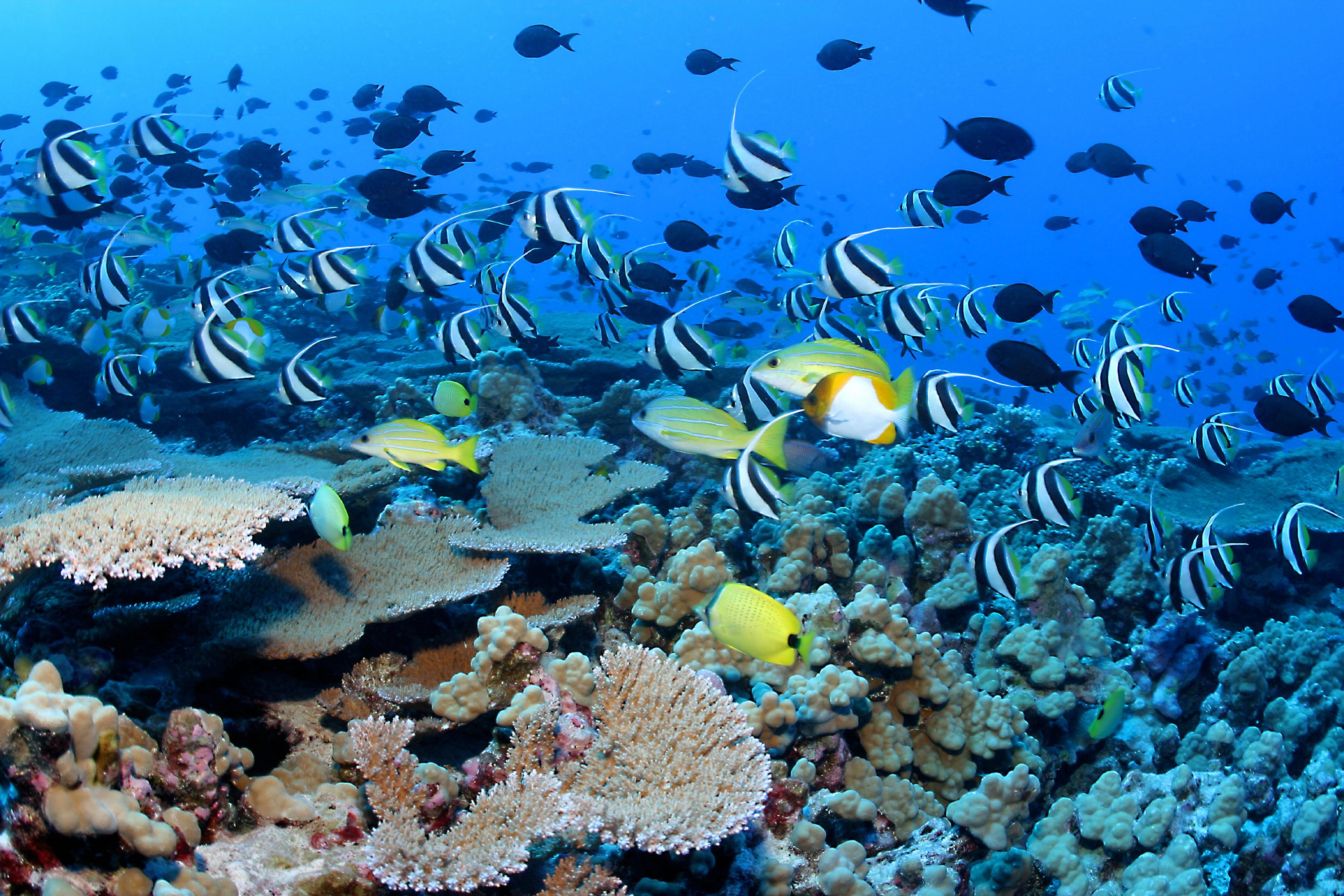 Coral Reefs: The Blockchain Ecosystem