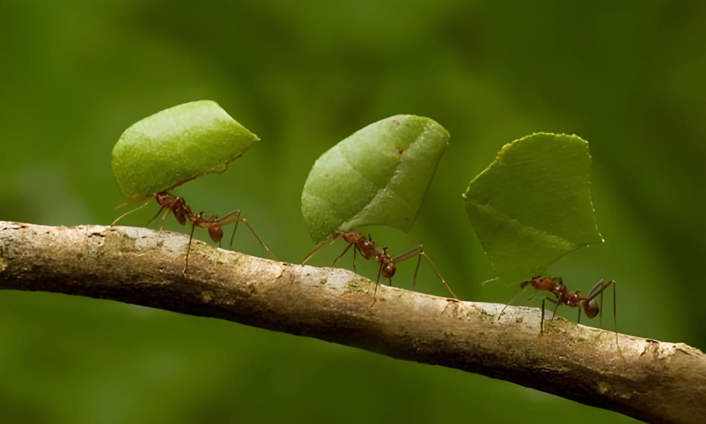 Leafcutter Ants: Smart Contracts in Action