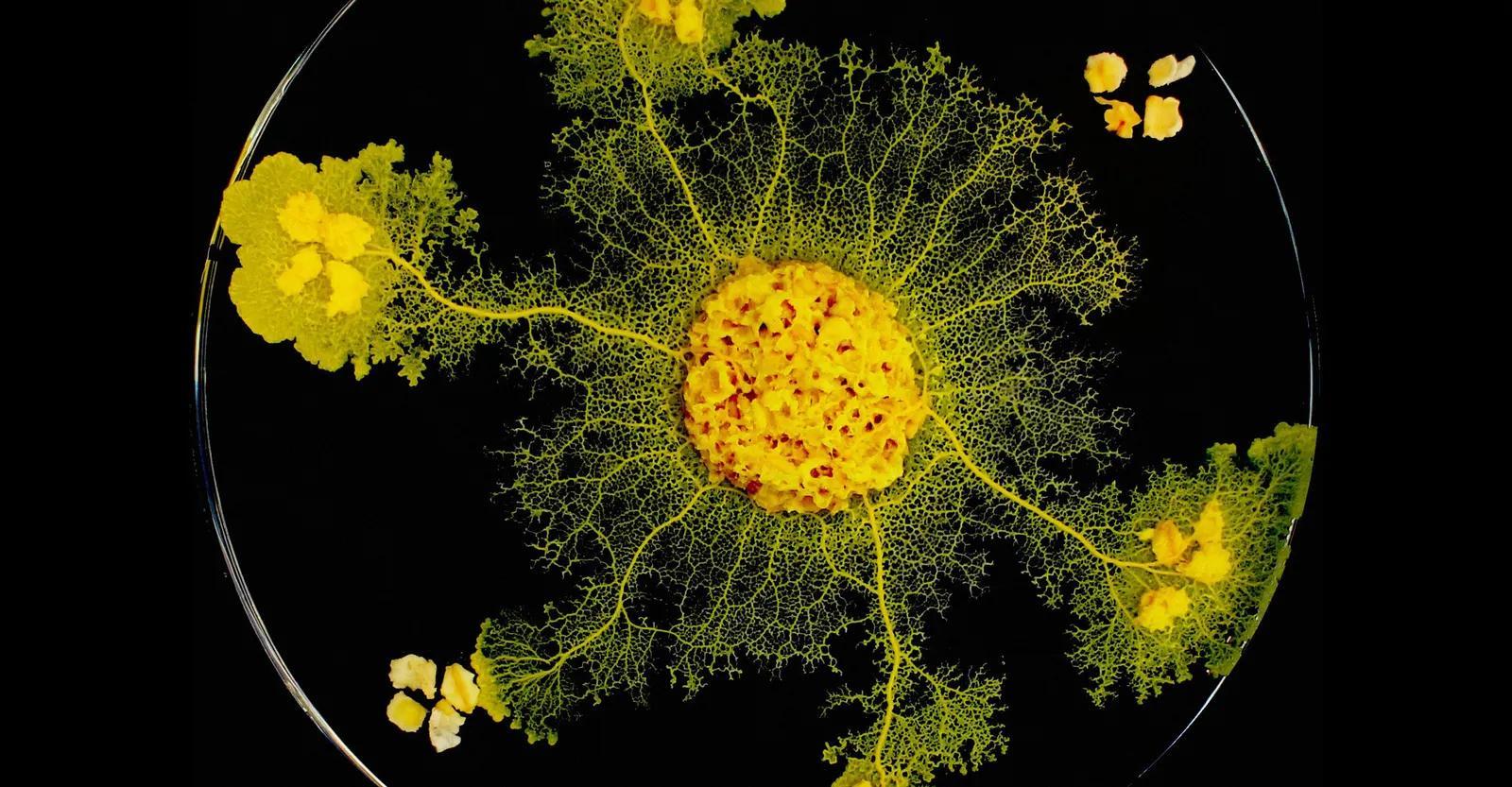 Slime Mold: The Decentralized Network